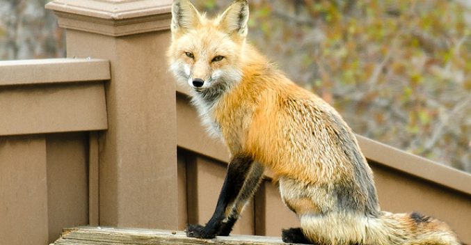 Foxes in Highlands Ranch!