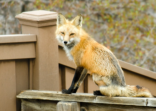 Highlands Ranch - Fox on Fence