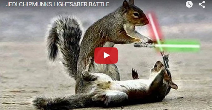 Star Wars Jedi Squirrels